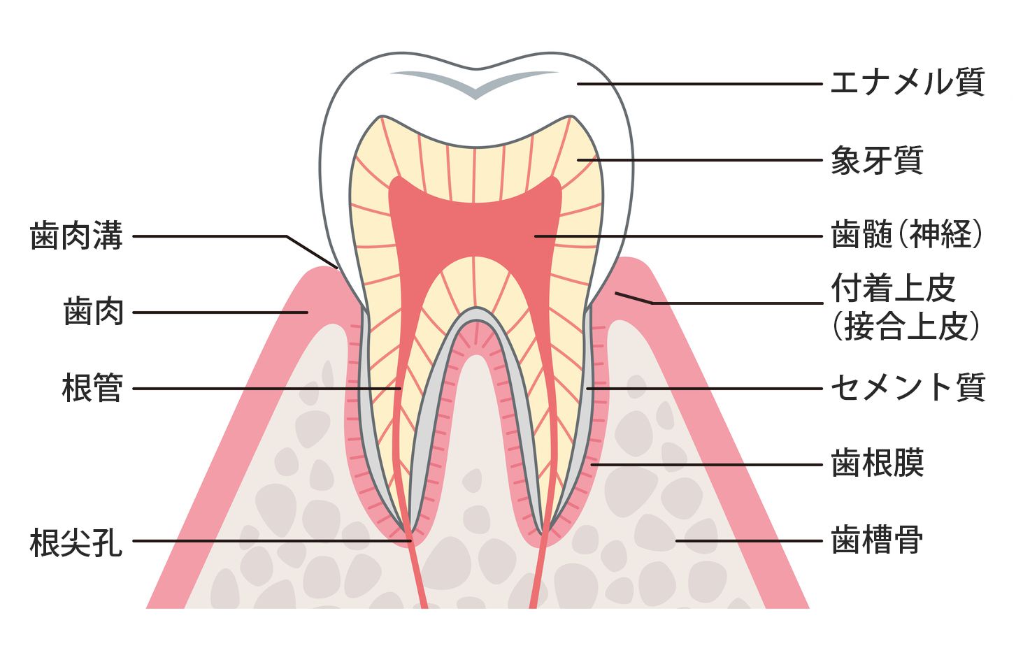 歯周病（ペリオ）について